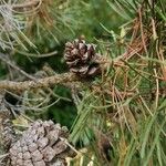 Pinus contorta Fruto