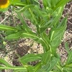 Helenium microcephalum Leaf