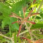 Geranium dissectumList