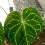 Anthurium clarinervium List