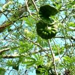 Enterolobium cyclocarpum Fruit