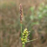 Carex panicea Fruitua