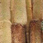 Cleistocactus strausii Bark
