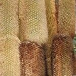 Cleistocactus strausii Bark