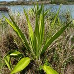 Furcraea foetida Blatt