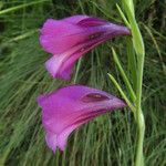 Gladiolus imbricatus Цвят
