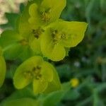 Euphorbia serrata Кветка