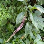 Phytolacca rivinoides Çiçek