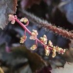 Heuchera micrantha फूल