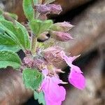 Teucrium chamaedrys Flower