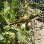 Acanthus ilicifolius Fruit