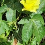 Gossypium hirsutum Цветок