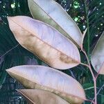 Chrysophyllum cainito Otro