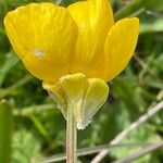 Ranunculus bulbosus Blomst