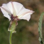 Convolvulus equitans Flower