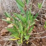 Trichodesma marsabiticum Blad