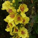 Verbascum nigrum Blüte