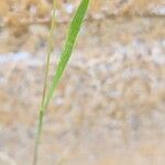 Rostraria cristata Leaf