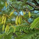 Peltophorum dubium Fruit