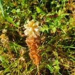 Orobanche amethystea Flower