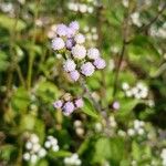 Ageratum conyzoidesKukka