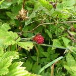 Rubus spectabilis फल