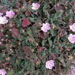 Erodium corsicum Çiçek
