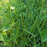 Carex vulpinoidea Leaf