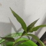 Persicaria glabra Hoja