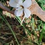 Barleria robertsoniae Цветок