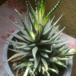 Haworthia attenuata পাতা