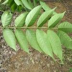 Inga thibaudiana Leaf