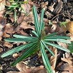 Euphorbia lathyris Blad