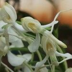 Habenaria procera Flor