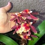 Dendrobium virotii Λουλούδι