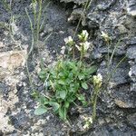 Arabis serpillifolia 其他