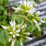 Cerastium glomeratum Květ