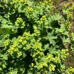 Alchemilla coriacea Leaf