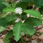 Asclepias variegata Hábitos