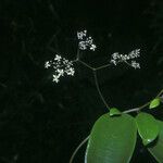 Sparattanthelium wonotoboense Bleunienn