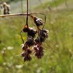 Luzula spicata Fruit