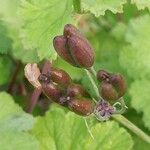 Pelargonium mossambicense Fruit