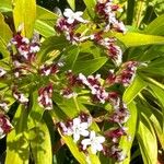 Limonium dendroides Flower