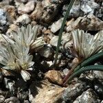 Allium obtusum Kvet