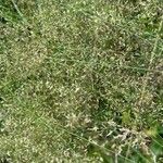 Agrostis capillarisЦвят