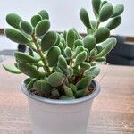 Crassula rogersii Hoja