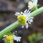 Sesamoides purpurascens Flower