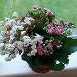 Kalanchoe blossfeldianaLeaf