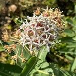 Asclepias speciosa Flower