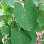 Cercidiphyllum japonicum Leaf